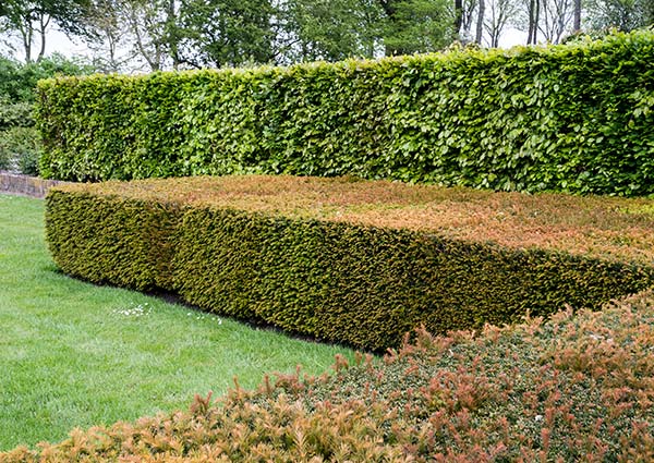 Entretien de parcs et jardins à Calais